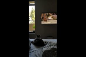 Неудачная охота кота