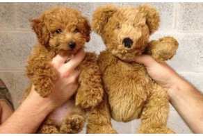 Оказалось - показалось!