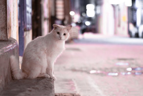 Эс-Сувейра - город котов