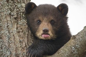 17 фото животных, сделанных в самый нужный момент