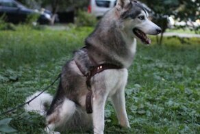 20 причин, чтобы не заводить себе Хаски