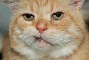 Забавные фото котеек со смешными комментариями