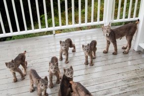 К жителю Аляски «пришел в гости» целый выводок рысей