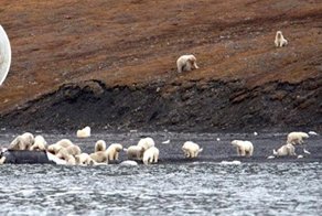 Невероятное зрелище: 230 белых медведей пируют тушей мертвого кита