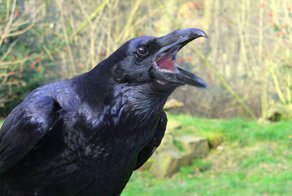 Такой вот "собутыльник"