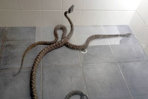 Из окна на крыше прямо в ванную валятся питоны!