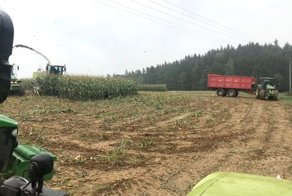 Внезапно накрыли кабаний схрон