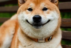 Вся жизнь фиаско, а ты в ней братан. Упавшая в ручей собака взорвала интернет