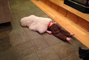 Детки и домашние животные играют в прятки