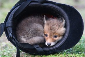 Смешные картинки и комментарии