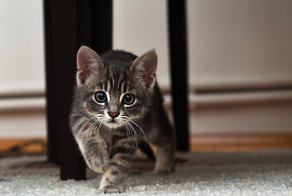 Вот пришел ты домой, а там сюрприз — твоя собака завела себе котёнка