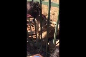 Регбист попытался погладить царя зверей как домашнего кота