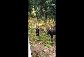 Два лося подрались за территорию перед домом американца