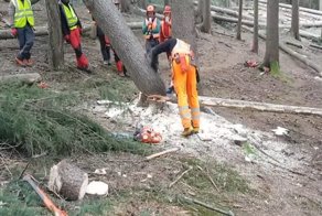 Лесоруб мастерски валит дерево