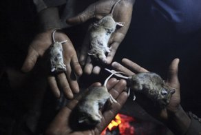 В Зимбабве дети ловят мышей и продают их как закуски