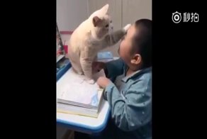 Очень ласковый кот мешает своему юному хозяину делать уроки