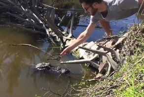 Реакция  аллигатора на очки 