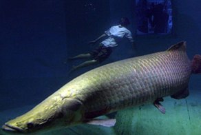 15 удивительных животных бассейна Амазонки
