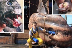 Новые фото фантастических морских существ от Романа Федорцова