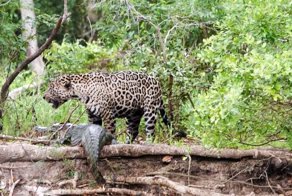 Зрелищное нападение ягуара на каймана