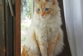 Кот как диснеевская принцесса притягивает к себе разных животных