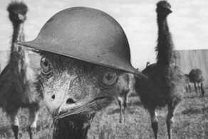 Беги, эму, беги!