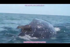 Удивительные вещи, случайно снятые на камеру!