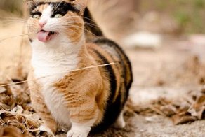 Смешные уродцы, на которых не налюбуешься!