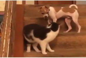 Кот активировал турборежим у донимавшего его пса