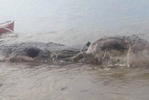 Таинственное морское существо было найдено на одном из филиппинских пляжей