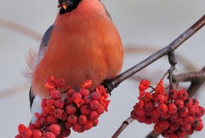 Куда весной улетают снегири