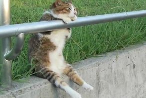 Смешные кошки, которые разучились сидеть по-кошачьи