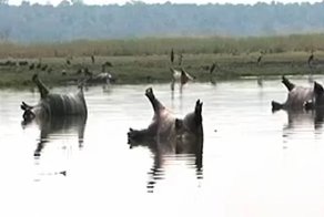 Вспышка сибирской язвы погубила больше сотни бегемотов в национальном парке