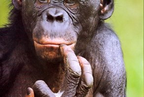 Бонобо