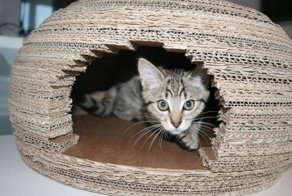Как сделать дом для кота