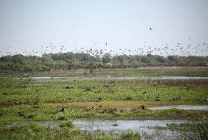 Уязвимости в прошивках австралийских животных