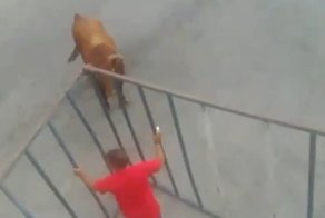 Никогда не провоцируйте быка