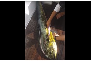 Хищная рыба с сюрпризом внутри