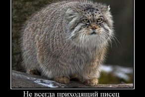Писец здравоохранению