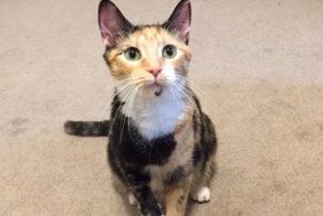 Беременная кошка пришла к людям за помощью