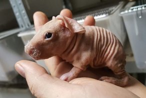 Бесшерстная морская свинка породы скинни по кличке Пим