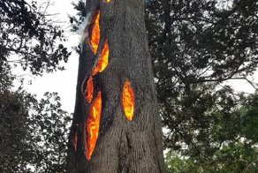 Мужчина нашёл треснувшее дерево, сгорающее изнутри