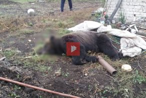 Медведь удрал из частного зоопарка под Воронежем и растерзал прохожего