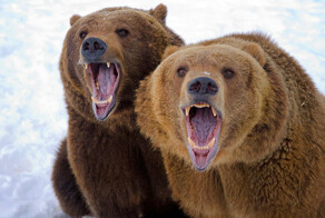 В Северодвинске закрыли кладбище из-за оголодавших медведей