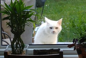 “Псс, еда есть? А если найду?” Нахалёнок кот и добрые соседи или  инструкция по выживанию