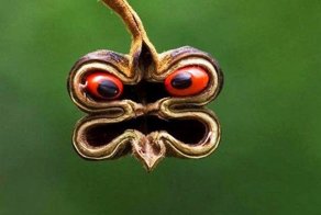 Самые причудливые растения мира