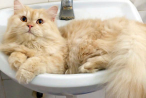 Сумасшедший кот, который обожает принимать душ
