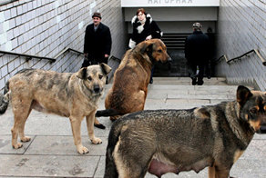 Как бродячие собаки ориентируются в московском метро