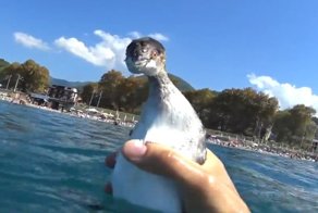 "Ну привет, как тебя зовут?" Знакомство ныряльщика с птицей на глубине