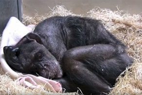 59-летняя умирающая шимпанзе отказывалась от еды, но потом она услышала голос своего старого друга